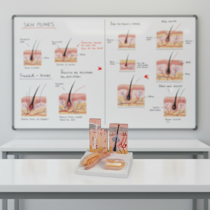 แบบจำลองกายวิภาคการเจริญเติบโตของเส้นผมและโครงสร้างหนังศีรษะพร้อมการแสดงภาพเนื้อเยื่อใต้ผิวหนัง - Product Image 2