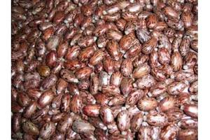 Graine de ricin de haute qualité et de vente chaude pour la vente en gros en vrac - Product Image 2