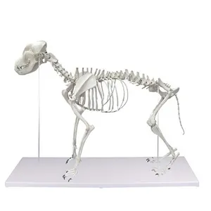 גדול כלב שלד האנטומיה חינוכיים בעלי חיים דגימות דגם חינוך וטרינר אנטומי עצמות של כלבים