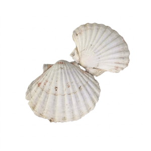 Nueva Decoración Náutica para el Hogar de Conchas Marinas Naturales Ecológicas con Acabado Glaseado de Primavera, Embalaje Personalizado, Criaturas Marinas de Vietnam - Product Image 1