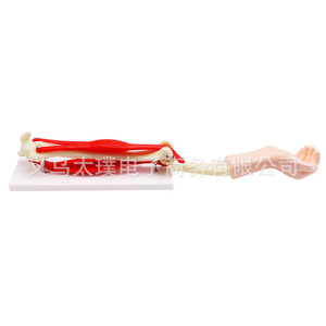 Modelo de movilidad de la articulación del codo; equipo didáctico para clases de biología escolares; visualización detallada de la estructura de la articulación del codo. - Product Image 4