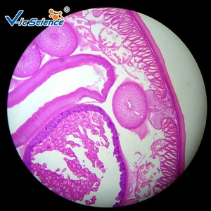 Tejido <span class=keywords><strong>Animal</strong></span> microscopio preparado diapositivas conjunto microscopio muestra Zoología histología diapositivas preparadas - Product Image 2