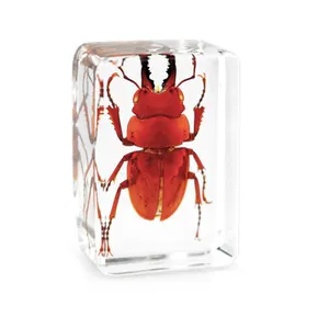 Biology Anatomy Education Used Insect Specimen Resin Paperweight As Educational Gift