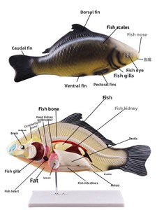 Modelo <span class=keywords><strong>de</strong></span> Anatomía <span class=keywords><strong>de</strong></span> Pez con Órganos Internos Desmontables para Enseñanza <span class=keywords><strong>de</strong></span> Biología en Secundaria/Preparatoria y <span class=keywords><strong>Educación</strong></span> <span class=keywords><strong>Superior</strong></span>, Ciencia Profesional - Product Image 2