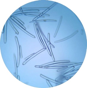 *Oferta* Polvo de Badyaga (Esponjilla) para Cicatrices de Acné, Manchas y Exfoliación - Product Image 1