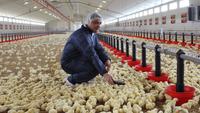 Etablissement de volailles pour poulailler agricole 10000 Salle d'élevage de poulets de chair Hangar mobile Poulailler Ferme avicole