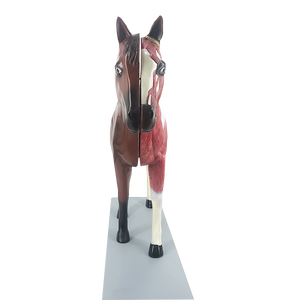 Modelo de Anatomía de Caballo ADA-B030 - Product Image 3