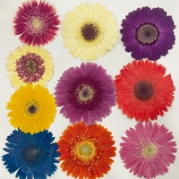 Bunga Gerbera Kering Bunga Kering yang Ditekan Spesimen Tanaman Alami Kerajinan Berlapis Resin Perlengkapan Seni Kuku Kecantikan DIY