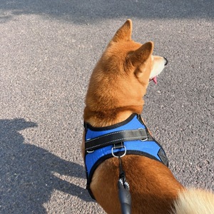 Arnés para perros estilo chaleco, ajustable, tamaño pequeño, para perros pequeños, correa para el pecho, equipo para pasear mascotas - Product Image 2