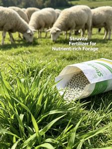 ปุ๋ย struvite ควบคุมปล่อยสำหรับพืช - Product Image 4