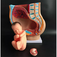 Enseñanza médica modelo reproductivo femenino modelo anatómico embarazada con cinturón pélvico cuidado del bebé herramienta de instrucción de ciencia médica