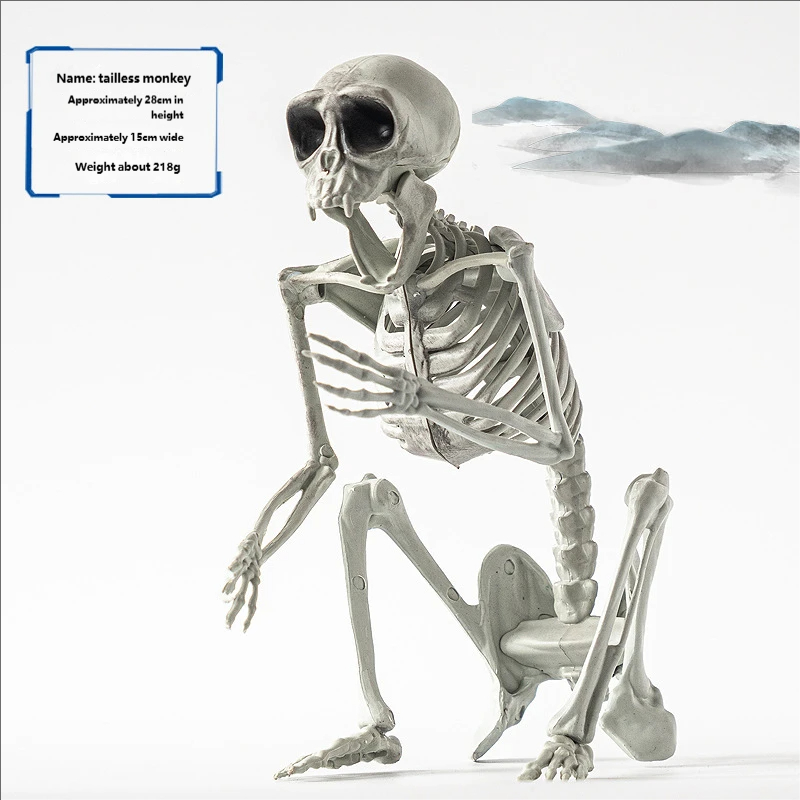 Singe sans queue