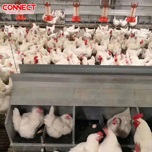 30000 50000 <strong>Poultry</strong> Large Complete Automatic Broilers Shed House Feeding Drinking Plant Rasie Equipment Chicken Farm System - Product Image 6