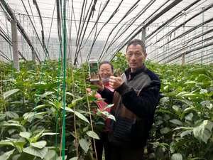 Fertilizante Composto NPK 16-5-20 Sop Fertilizante Fábrica de Frutas e Legumes Fertilizantes - Product Image 5