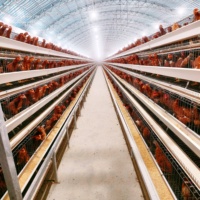 Nouvelles cages à poulets en batterie à 4 niveaux, galvanisées à chaud, pour 500 à 10 000 oiseaux, avec garantie de 2 ans