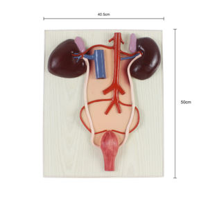 Ciencia médica 2 partes animal caballo riñón y sistema urinario modelo anatómico - Product Image 2