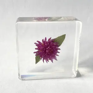 Real Flower Clear Polyresin Home Decoration Common Globe-amaranth Paperweight for Display