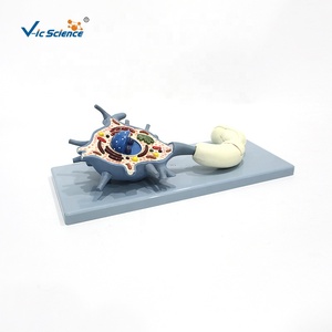 Phóng đại sợi thần kinh mô hình cơ thể tế bào thần kinh Mô hình giải phẫu tế bào thần kinh 2 phần hệ thống thần kinh Mô hình giải phẫu - Product Image 4