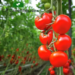 Estufa de vidro oco duplo para tomate, agricultura de vidro