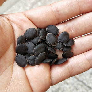 <span class=keywords><strong>Semillas</strong></span> de <span class=keywords><strong>Luffa</strong></span> Naturales Si Gua Zi, <span class=keywords><strong>Semillas</strong></span> de Loofa Crudas Maduras en Venta - Product Image 3