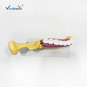 Modelo de Anatomía Dental y Molares para Consultorio Dental, Modelo de Demostración Dental, Modelo de Estudio de Implantes Dentales, Anatomía Dental - Product Image 6