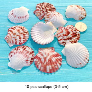 Mezcla de Conchas Marinas Pequeñas, Lote de Conchas Marinas Diminutas, Decoración para Bodas en la Playa, Conchas Marinas para Manualidades - Product Image 3