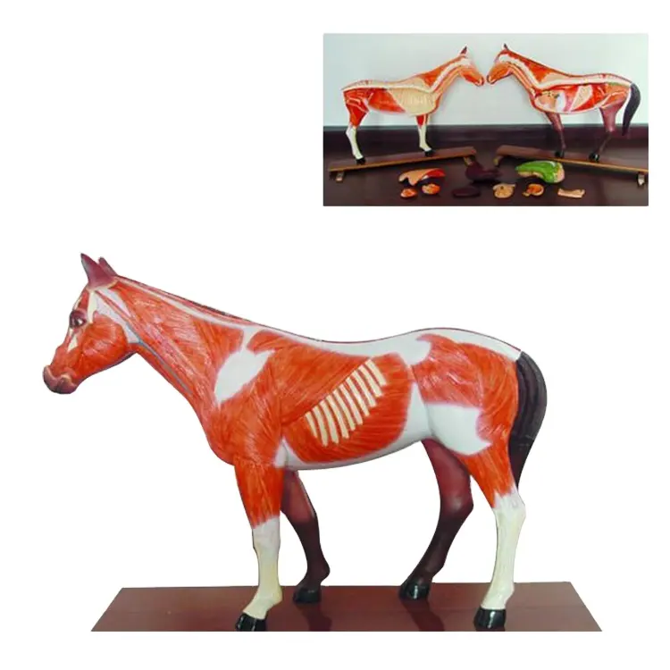 Modelo de anatomía de animales de vaca, perro, gato, cerdo, caballo, ciencia médica