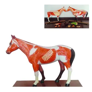 Modelo de anatomía de animales de vaca, perro, gato, <span class=keywords><strong>cerdo</strong></span>, caballo, ciencia médica - Product Image 1