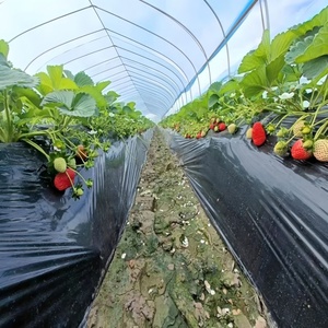 Nhà Máy Giá nông nghiệp <span class=keywords><strong>mulch</strong></span> phim-100 % Trinh Nữ LLDPE/LDPE tùy chỉnh chiều rộng/Độ dày cắt cho trang trại vườn số lượng lớn đơn đặt hàng được chấp nhận - Product Image 5