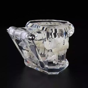 Modello dentale di alta vendita modello di anatomia dente dentale studio 32 denti modello di dimostrazione Standard per uso didattico - Product Image 2