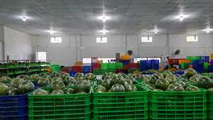 Pomelo orgánico fresco pomelo cítricos piel verde carne Rosa fruta tropical exportación desde Vietnam WA0084989322607 - Product Image 4