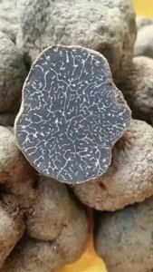 Trufa Negra Fresca China Silvestre DETAN Tuber <span class=keywords><strong>Indicium</strong></span>, Nueva Temporada 2023-2024 - Product Image 4