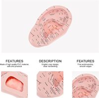 Modèle d'oreille de 17 cm pour l'apprentissage de l'acupuncture et de la réflexologie, matériel de laboratoire pour la pratique médicale CE/ISO