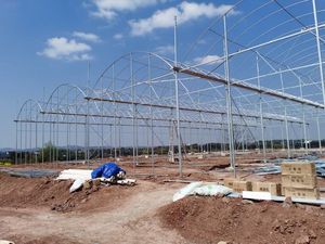 Large Multi-Span Agricultural Greenhouses Low <strong>Cost</strong> <strong>Poly</strong> <strong>Tunnel</strong> for Cucumber Vegetables &amp; Tomato Growth PC Sheet Cover - Product Image 5