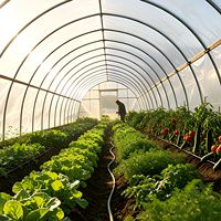 Film de serre anti-poussière de qualité commerciale 7 mil pour la production commerciale de tomates