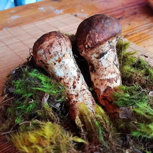 Detan xuất khẩu tươi/đông lạnh/chiên <span class=keywords><strong>matsutake</strong></span> nấm thông - Product Image 4