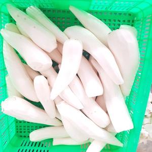 Cuchufa Fresca Congelada Sin Piel de Alta Calidad, Vegetal Similar a Cebollas, Lechugas, Frijoles y Pepinos, Agricultura de Vietnam - Product Image 1