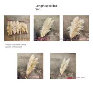 Bouquet <span class=keywords><strong>de</strong></span> fleurs séchées d'<span class=keywords><strong>herbe</strong></span> <span class=keywords><strong>de</strong></span> la <span class=keywords><strong>pampa</strong></span>, style nordique, pour Noël, mariage, aménagement paysager, décoration florale, ornements - Product Image 6