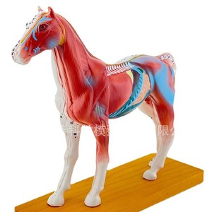 Modèle d'acupuncture équine, modèle de cheval, modèle anatomique d'acupuncture animale, modèle des points d'acupuncture du cheval. - Product Image 1