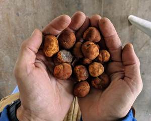 100% buey natural ganado cálculos biliares Extracto de bilis de alta calidad de vaca seca cálculos biliares precio de fábrica mejor calidad exportador al por mayor - Product Image 1