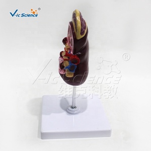 Modello Anatomico del Renino, Struttura del Renino, Modelli Anatomici per Scienza Medica - Product Image 6