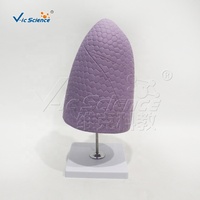Modello Anatomico del Polmone Destro e dei Bronchi in PVC, Mostra Strutture Interne Dettagliate per l'Insegnamento Medico