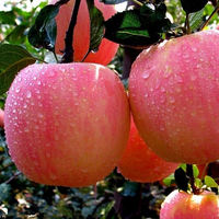 2023 vente en gros fruits pommes frais rouge Fuji pomme douce pommes délicieuses disponibles en vrac