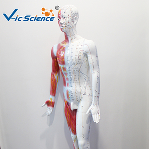 Modello di Agopuntura TCM a Corpo Intero da 178 cm, Manichino con Meridiani Umani e Punti di Agopuntura Chiaramente Indicati per Formazione in Medicina Cinese - Product Image 6
