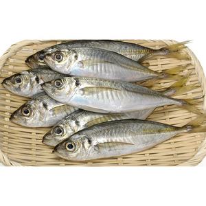 23 ס "מ + קרקע קפואה bqf סיטוני סוס <span class=keywords><strong>mackerel</strong></span>/trachurus rachurus traachurus - Product Image 1