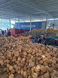 Mature <b>Coconut</b> Semi Dehusked <b>Coconut</b> Harvest Directly From Vietnam Local Farms by 99 Gold Data - Product Image 4