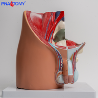 Modèle anatomique sagittal masculin adulte Système reproducteur et urinaire en plastique Assemblé Structure prostatique et pelvienne