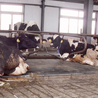 Lit d'étable pour vaches laitières Matelas en mousse / latex et lit en caoutchouc pour vaches Matelas en caoutchouc pour vaches