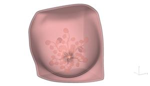 超音波乳房腫瘍穿刺モデル超音波ガイド乳房腫瘍穿刺トレーニングモデル一部の機能はカスタマイズ可能 - Product Image 6