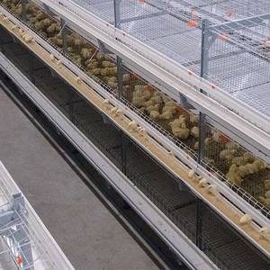 Equipo de granja de cría de pollos de engorde, sistema de alimentación de pollos de engorde para granja avícola tipo H, jaula de pollos de engorde de alimentación automática - Product Image 6